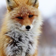Зимняя лисичка.