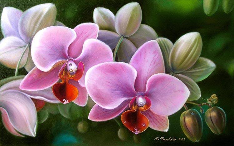орхидеи - цветы, орхидеи - оригинал