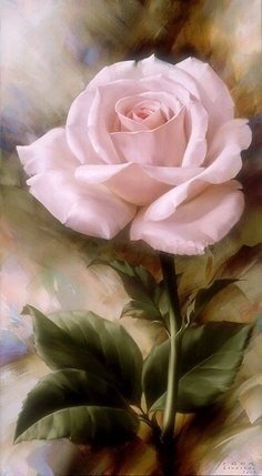 Розовая роза - роза - оригинал