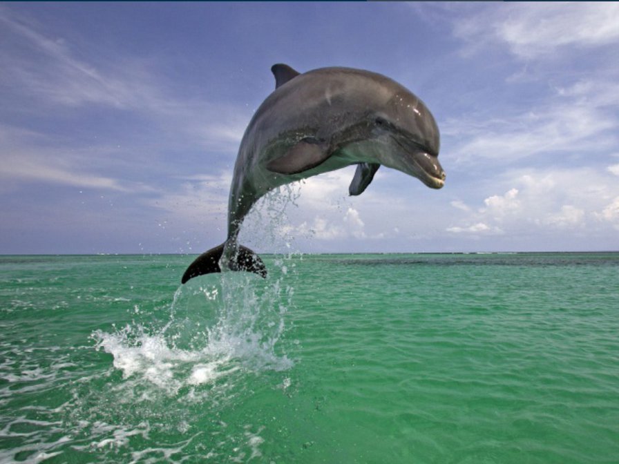 дельфинчик - водный мир - оригинал