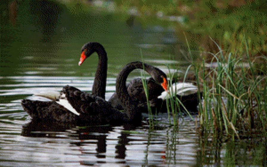 Чёрные лебеди 1 - птицы, лебеди - предпросмотр