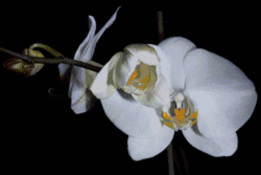 белая орхидея - цветы, орхидеи - предпросмотр