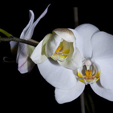 Оригинал схемы вышивки «белая орхидея» (№570497)