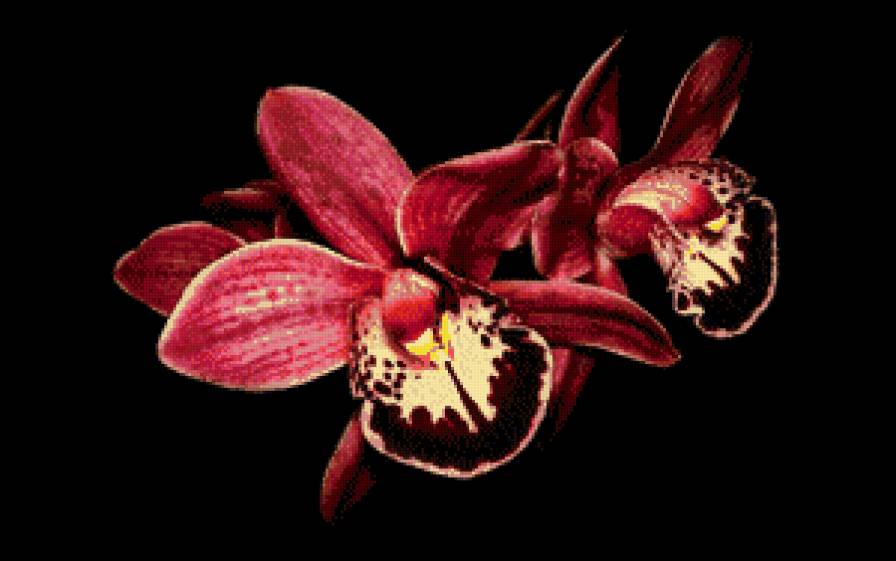 орхидеи - цветы, орхидеи - предпросмотр