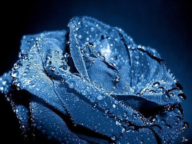синяя роза - оригинал