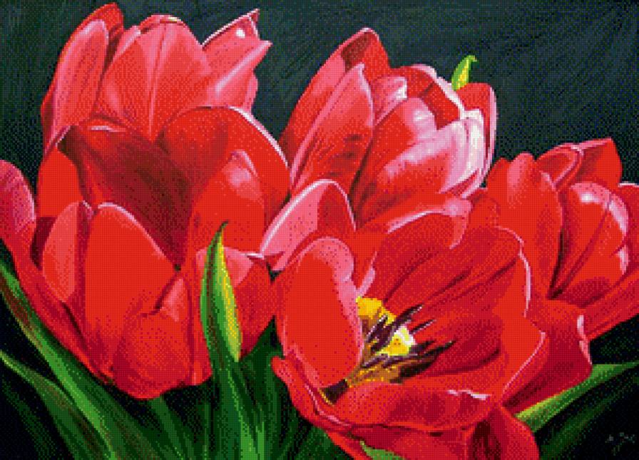 Красные тюльпаны - тюльпаны, цветы - предпросмотр