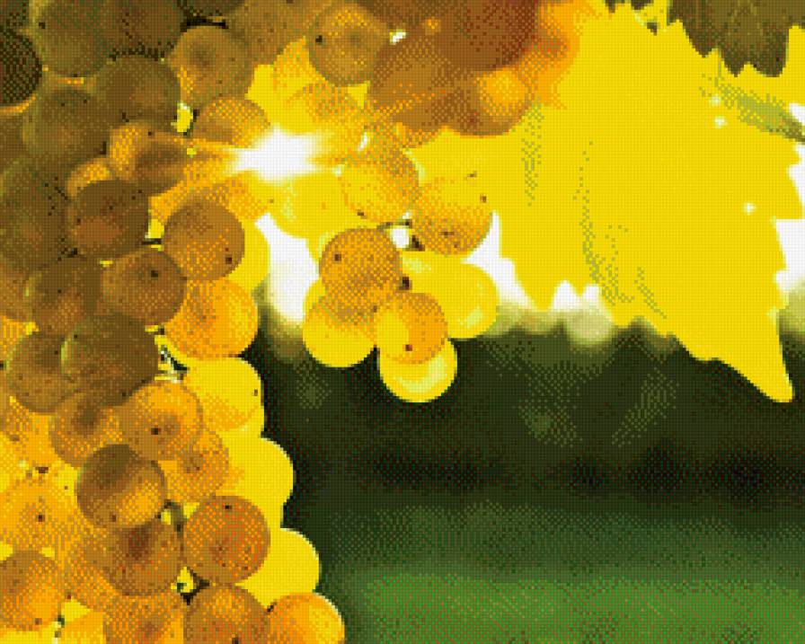Солнечный виноград - ягоды, виноград, природа - предпросмотр