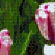 Предпросмотр схемы вышивки «тюльпаны триптих 2» (№571310)