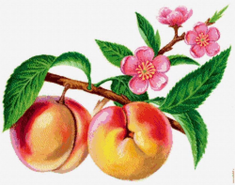 Ветка с персиками - цветы, символ здоровья и долголетия, персики, фрукты, фэн шуй - предпросмотр