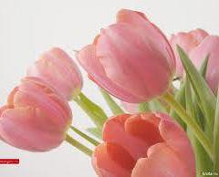 тюльпаны - тюльпаны, цветы - оригинал