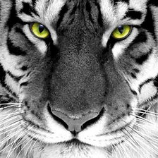 Схема вышивки «Тигр с зелеными глазами»