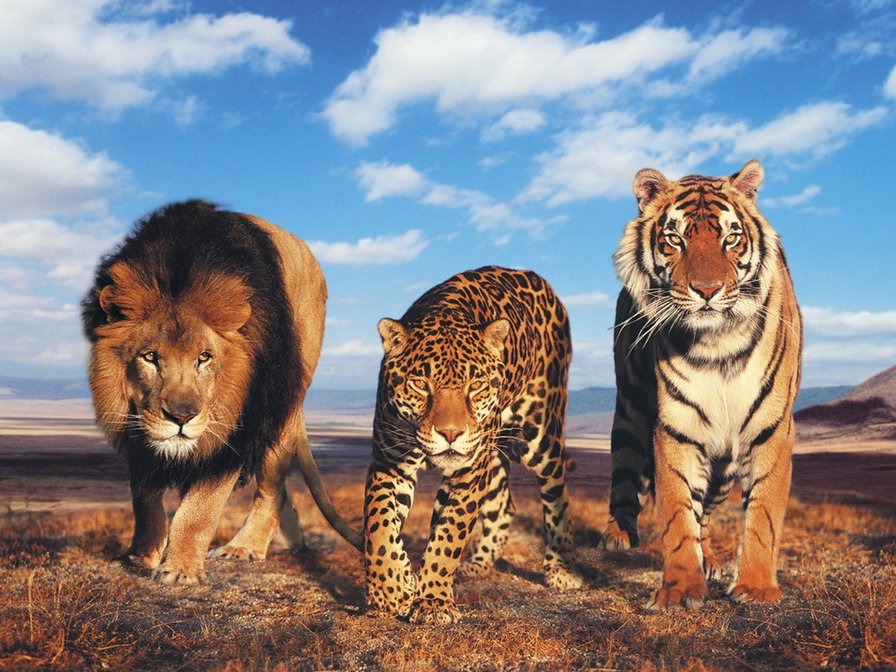 кошки - леопард, лев, тигр, кошки - оригинал