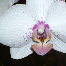 Оригинал схемы вышивки «белая орхидея» (№572464)