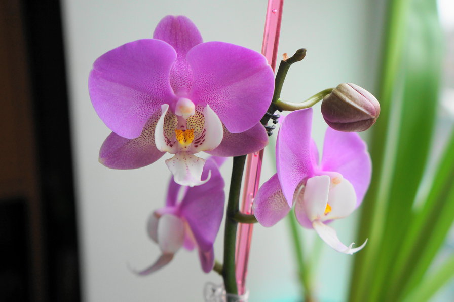 орхидея - фалинопсис - оригинал