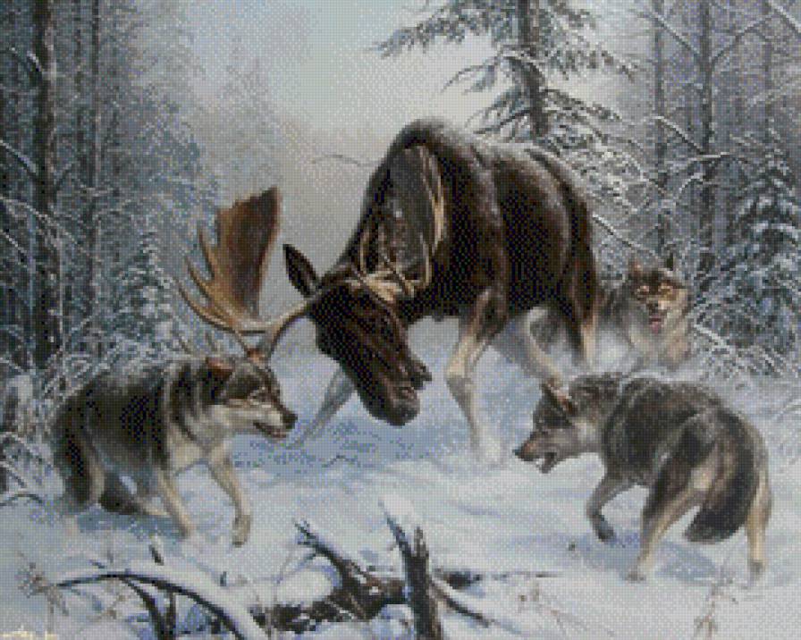 волки охотятся - лось, лес, волки - предпросмотр