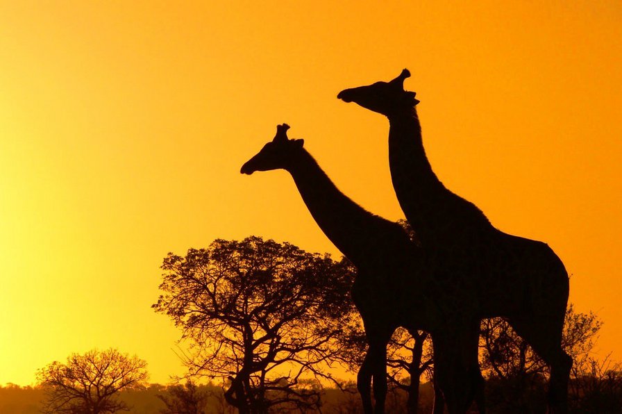 жираф - африка, жираф, ночь - оригинал