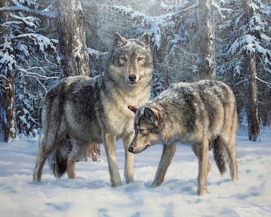 волки - зима, лес, снег, волк - оригинал