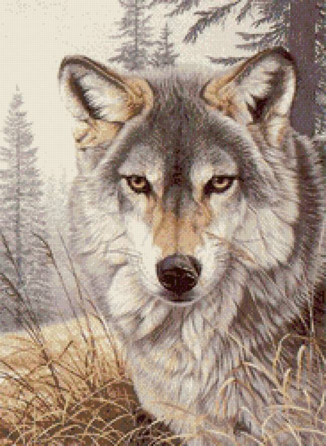 волк - лес, хищники, животные - предпросмотр
