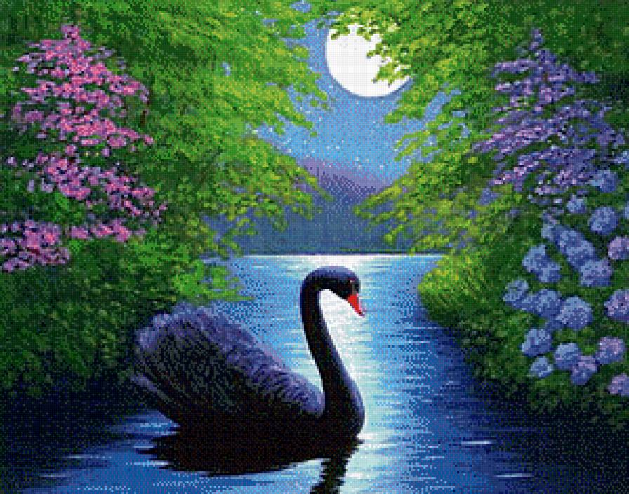 Чёрный лебедь - озеро, пруд, пейзаж, луна, птицы, лебеди, ночь - предпросмотр
