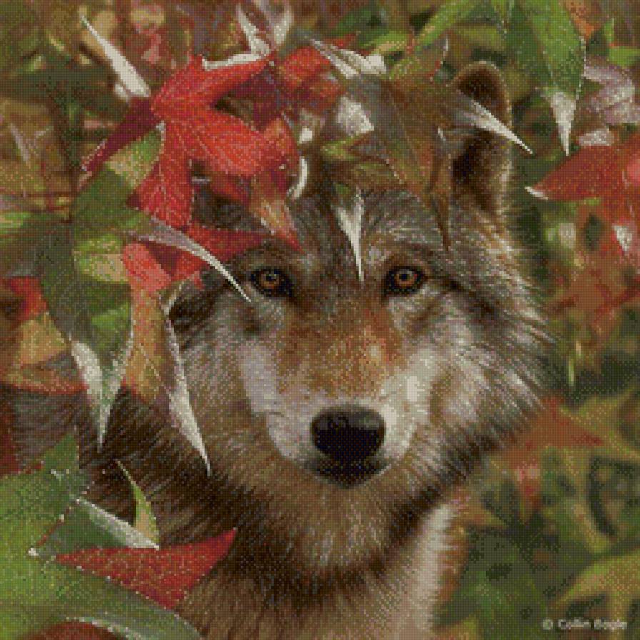 волк - клен, хищник, осень, природа - предпросмотр