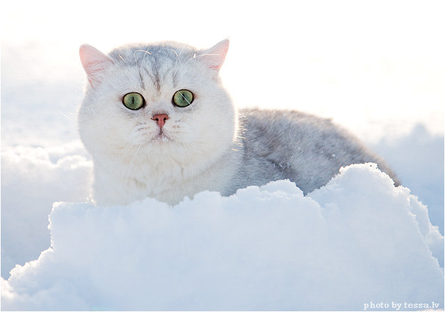 Кошка в снегу - оригинал