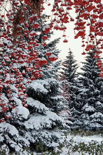лес - снег, лес, зима, рябина в снегу, рябина, елка - оригинал