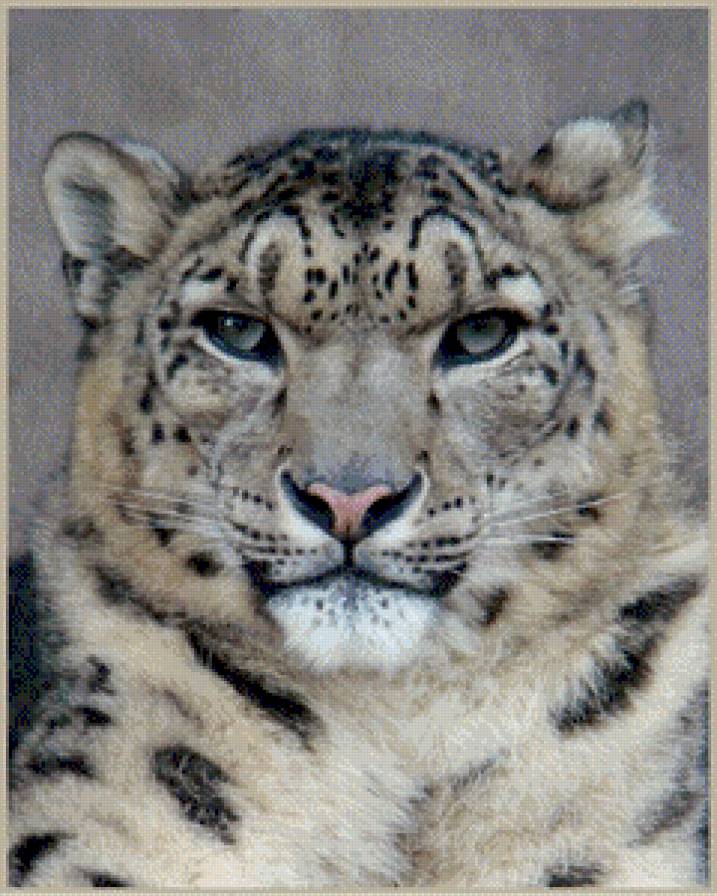 ирбис - грозный взгляд, снежный леопард. дикие кошки - предпросмотр