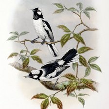 Оригинал схемы вышивки «птицы» (№576510)