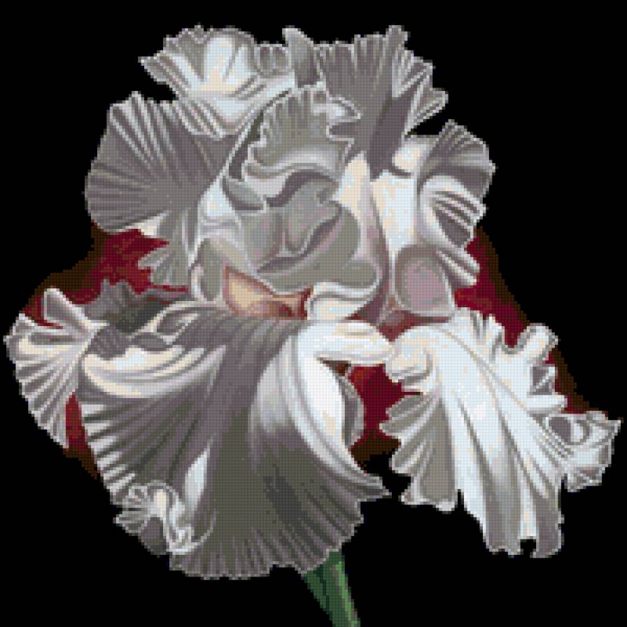 Нежный ирис - ирисы, цветы, природа, подушка - предпросмотр