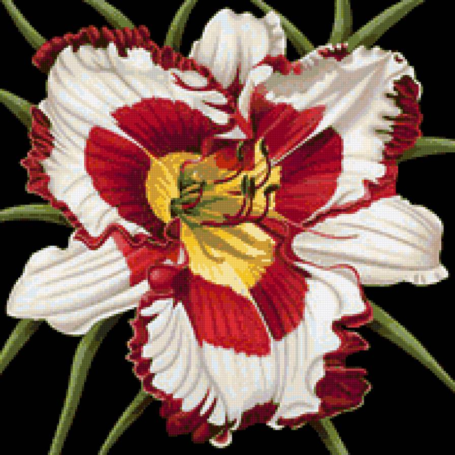 Белый цветок, лилии - флора, белый цветок, лилии, цветы, природа - предпросмотр