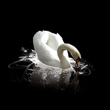 Оригинал схемы вышивки «белая лебедь» (№576604)