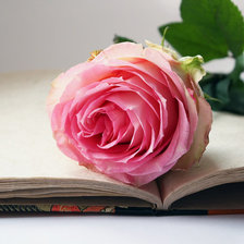 Оригинал схемы вышивки «роза и книга» (№577242)