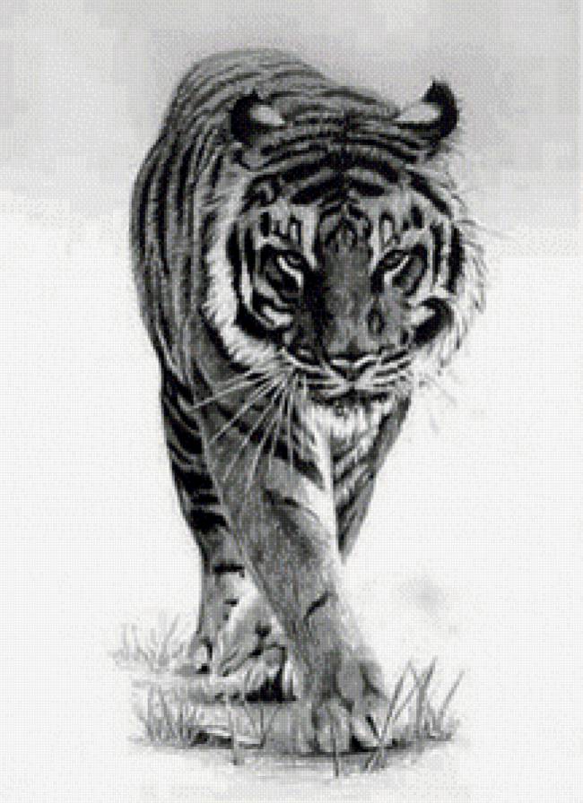 Красавец - монохром, тигр, взгляд, хищник - предпросмотр