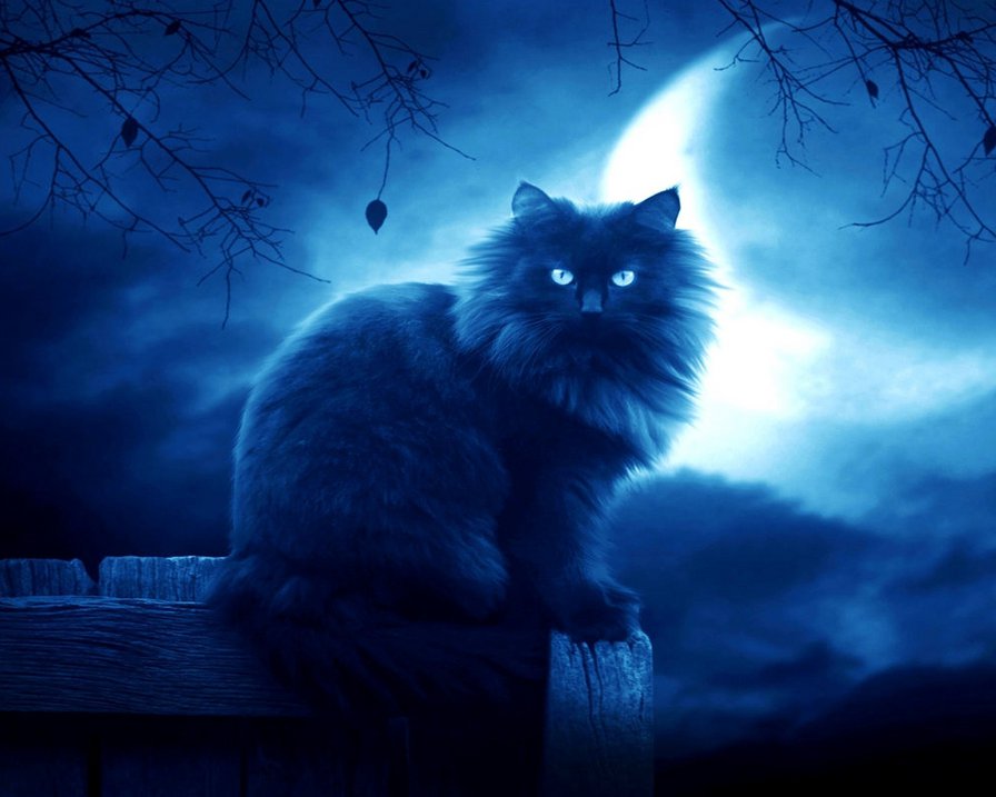 кошка - ночь, кошка, луна - оригинал