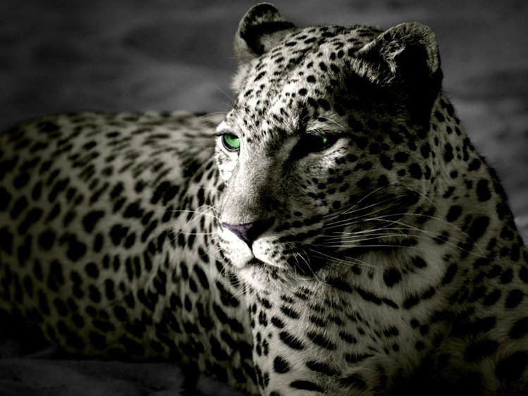 леопард - дикие кошки - оригинал