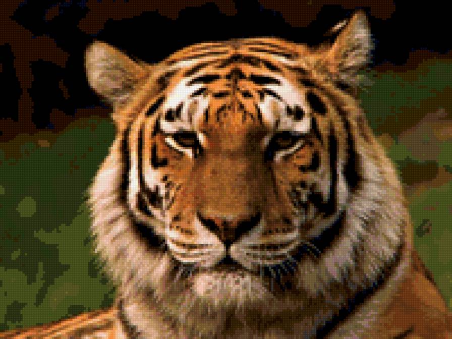 тигр - дикие кошки - предпросмотр