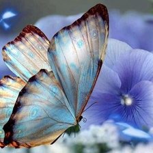 волшебная бабочка