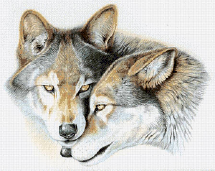 Волки пара - животные, пара, волки, любовь - предпросмотр