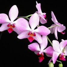 Оригинал схемы вышивки «орхидея» (№577869)