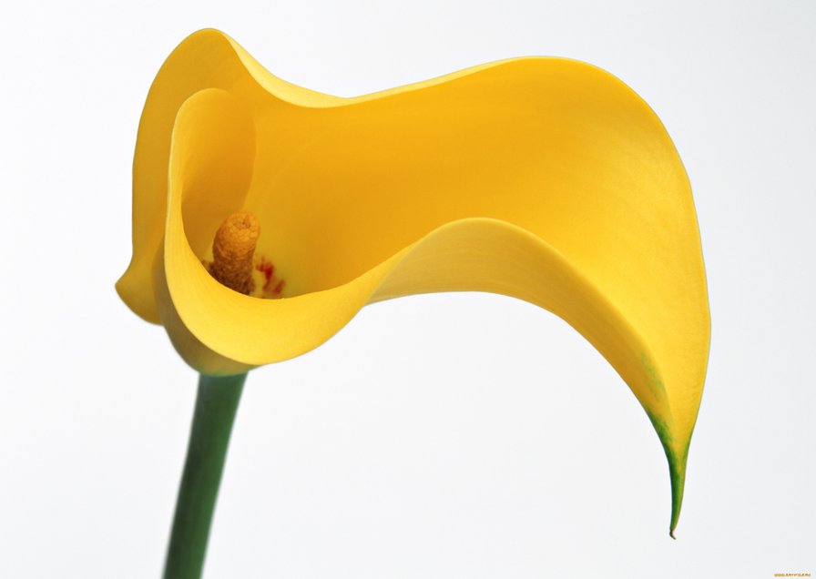 калла жолтая - цветок, калла, ростение - оригинал
