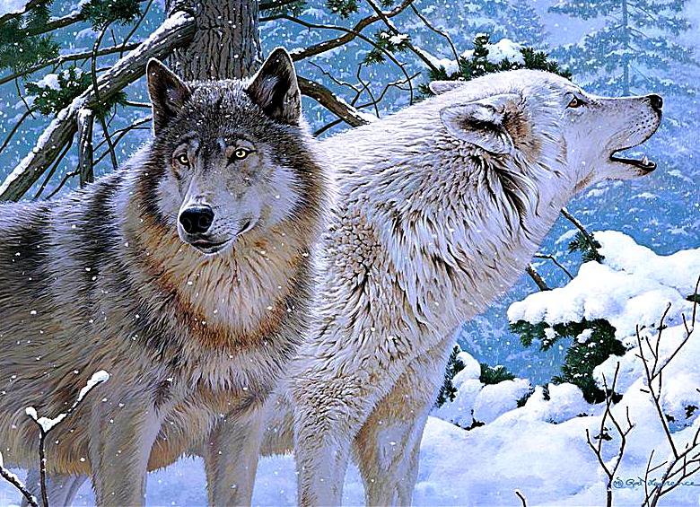 Волки - зима, животные, волки, пейзаж, лес - оригинал