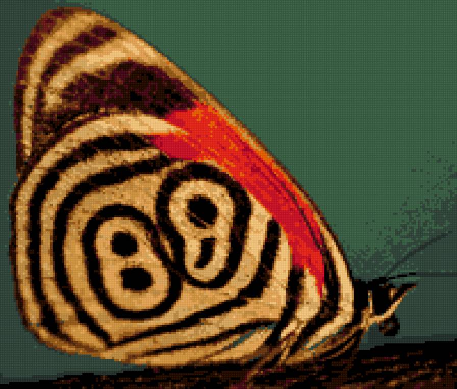 бабочка узорчастая - бабочка, круги, природа - предпросмотр