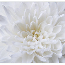 Схема вышивки «Белая хризантема»