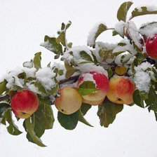 Оригинал схемы вышивки «яблочки в снегу» (№579877)