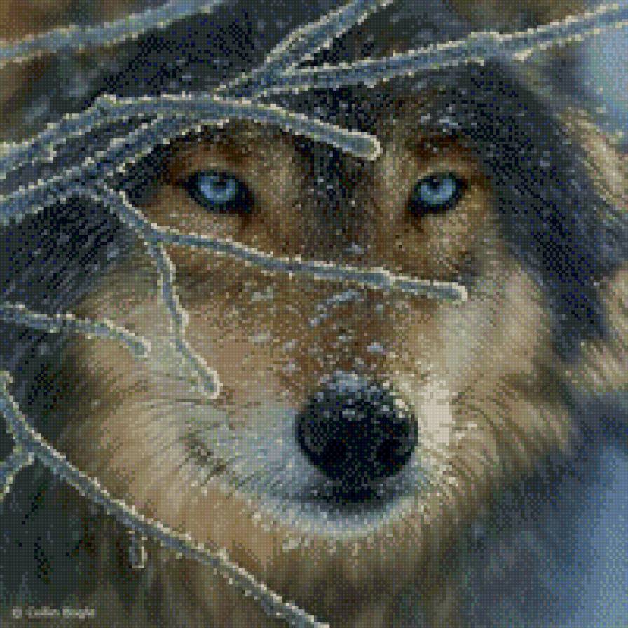 волк - , волк, пейзаж, природа, зима - предпросмотр