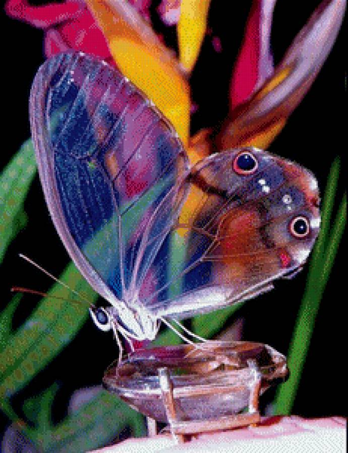 бабочка - природа, цветы, бабочки - предпросмотр