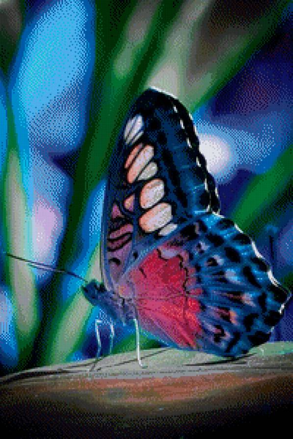 бабочка - природа, цветы, бабочки - предпросмотр