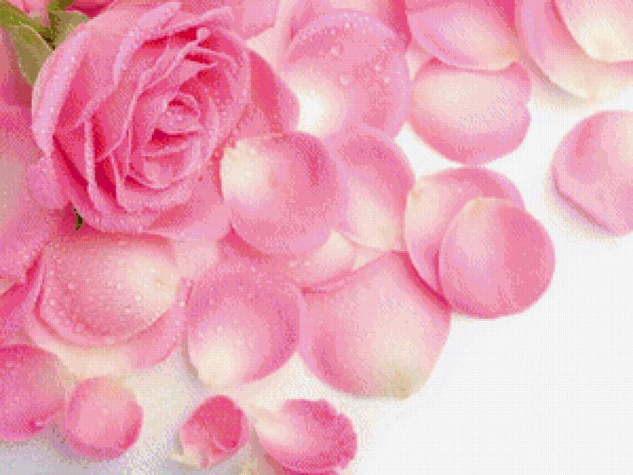 розовая нега - роза, лепестки, цветы - предпросмотр