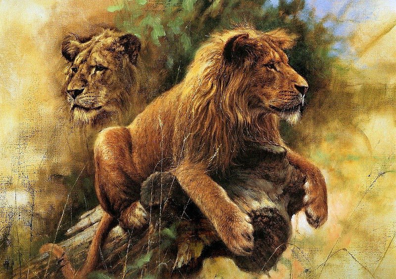 Львы - дикие кошки, животные - оригинал