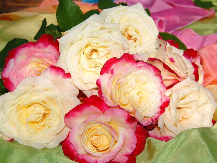 нежный букет - цветы, букет, розы - оригинал